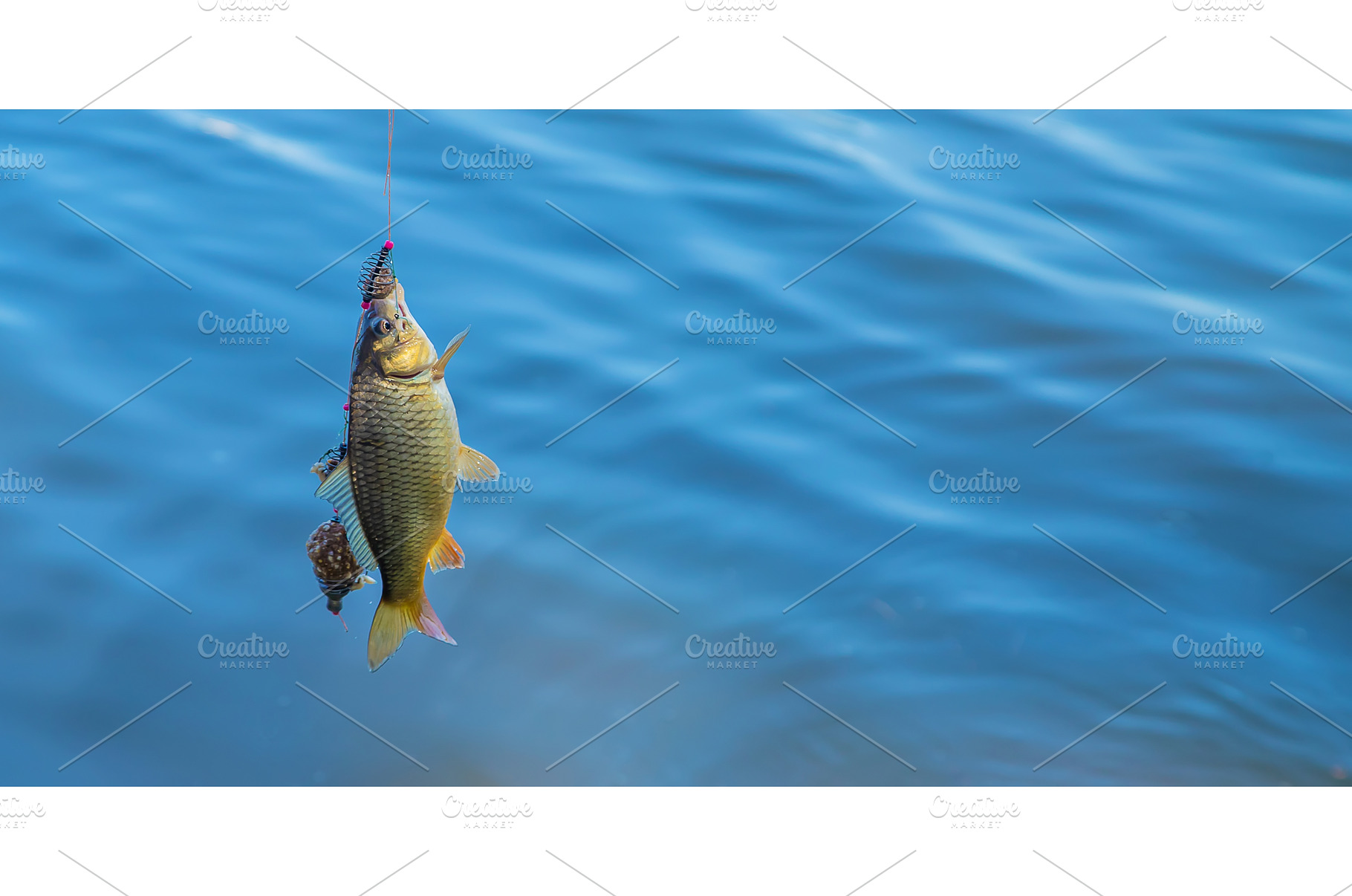 Fishing fish on the hook. Selective, a Sports & Recreation Photo by yanadjana