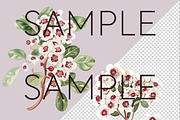 Fragonia Australian Floral Clipart, a Decorative Illustration by Pawcasso's Portraits (Thumbnail 3 of 6)