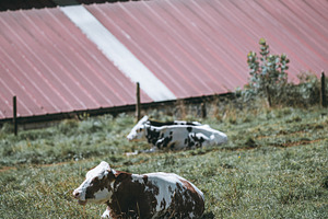 Resting Cow In Farm Meadow, an Animal Photo by SkyNext