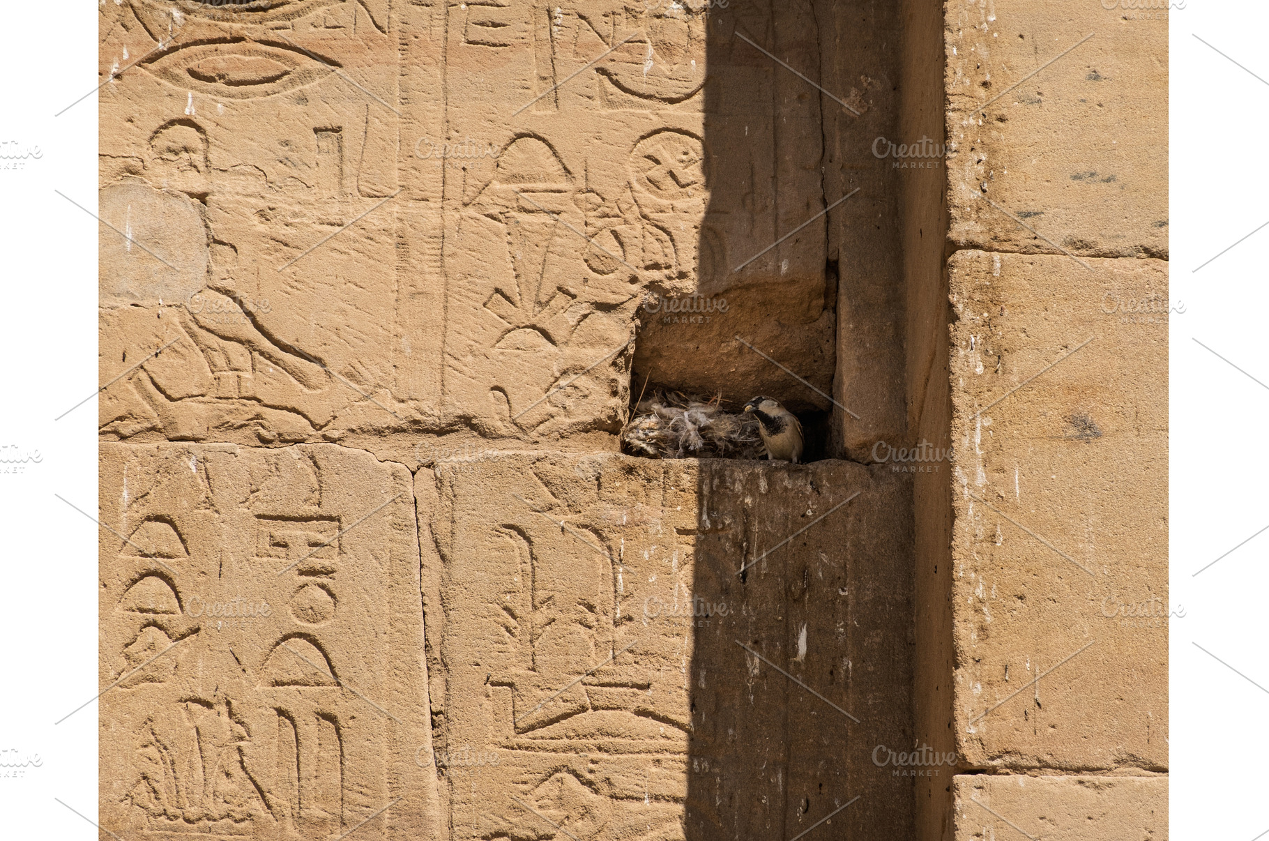 Small bird in its nest in the carved, an Architecture Photo by Backyard Stock