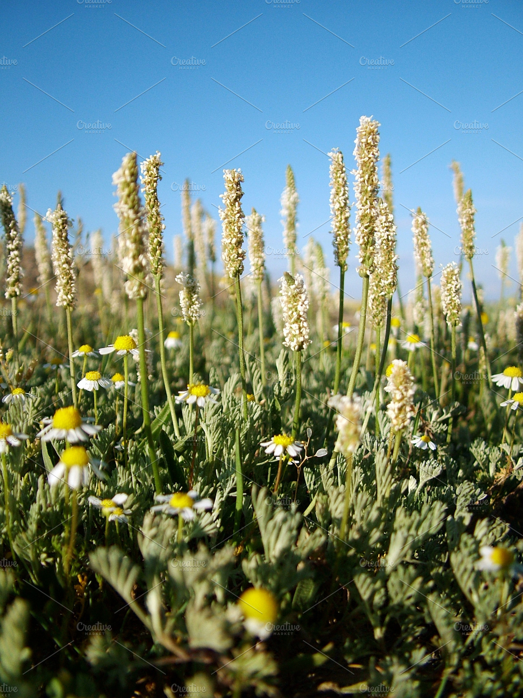 Field flowers containing flower, field, and wild, a Nature Photo by MHLY