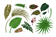 Exotic leaves. Green leaf plants set, a Decorative Illustration by Good Studio (Thumbnail 4 of 10)