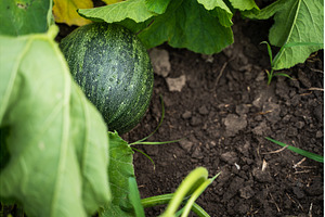 Green pumpkin growing in a garden, a Nature Photo by volodymyrshtun13795