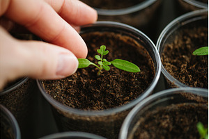 Vegetable seedlings transplanted, a Nature Photo by HalfPoint