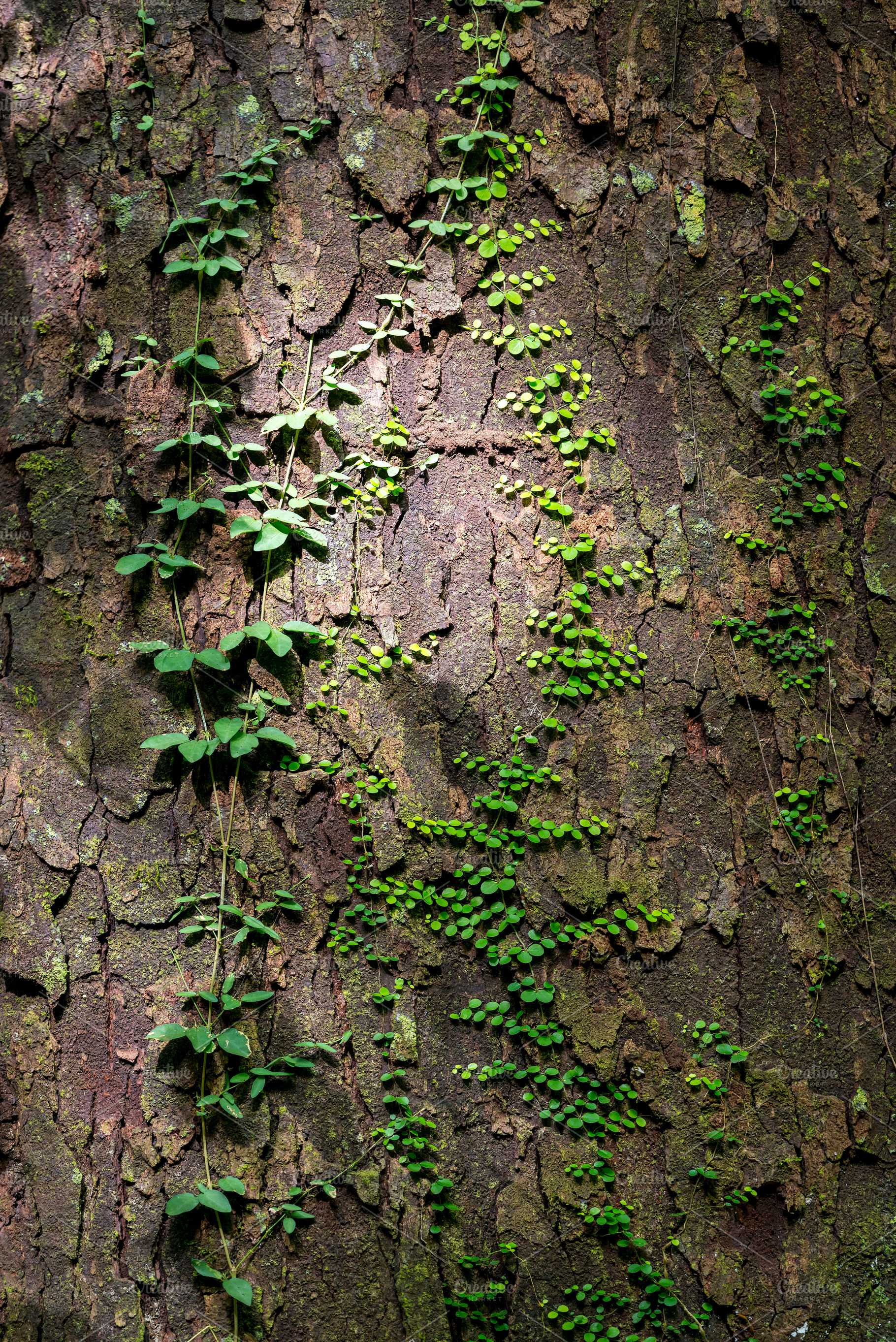 Green Vines As Background Texture, a Nature Photo by THP Creative