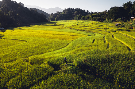 evening rice fields in the countryside, a Nature Photo by Art Rachen