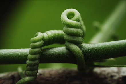 Corky Passion Vine