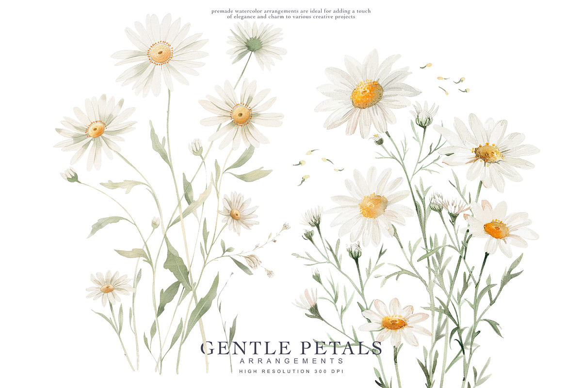 watercolor daisy clipart set, a Decorative Illustration by Patishop Art (Photo 3 of 6)