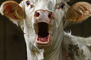 236 surprised animals, an Animal Photo by Handmadefont (Thumbnail 233 of 241)