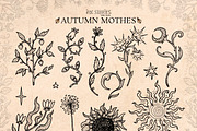 Autumn Moths & Dried Botanicals, an Animal Illustration by Ink Stories (Thumbnail 5 of 18)