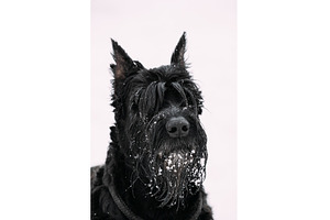 Portrait Of Young Black Giant, an Animal Photo by Our Amazing World