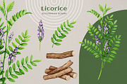 Adaptogenic Medicinal Plant Clipart, a Healthcare Illustration by AnitaPol (Thumbnail 11 of 24)