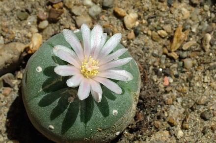 Cactus Detail preview 6