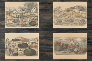 Vintage Crustaceans Illustrations