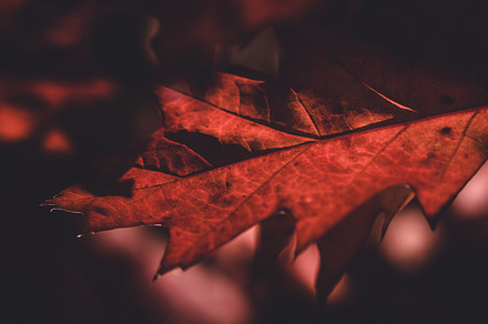 Autumn leaves in vintage colors stock photo containing autumn and background, a Nature Photo by PhotoMarket