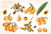 Loquat watercolor clip art, an Illustration by Alena Sid (Thumbnail 2 of 15)