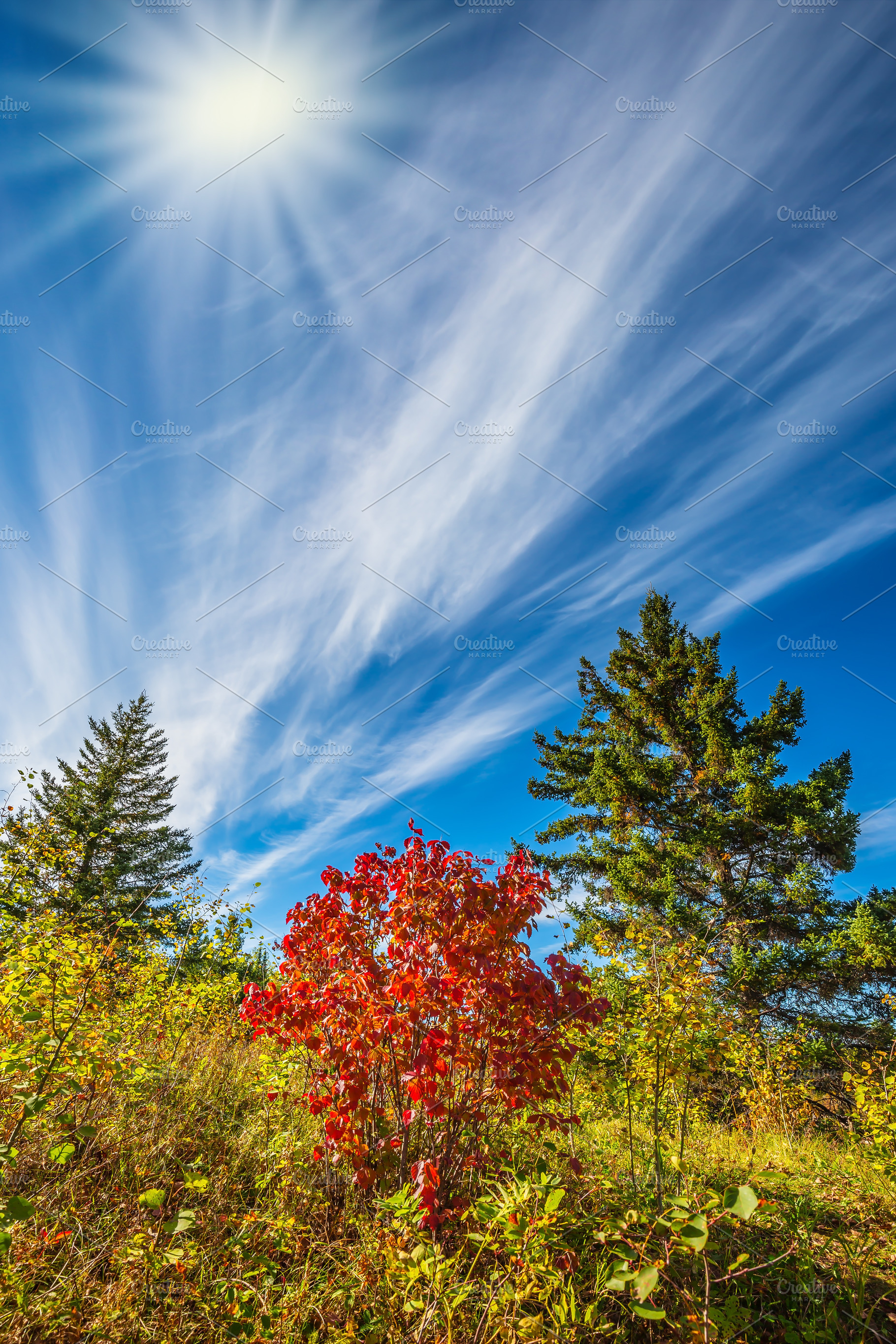 The autumn sun in Pinawa Park, a Nature Photo by kavram