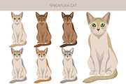 Singapura cat, an Animal Illustration by pet design shop (Thumbnail 3 of 6)