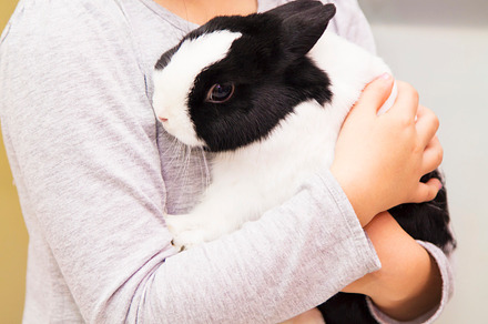 Girl with rabbit in hands stock photo containing pet and rabbit