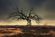 48 Dying Tree Images, a Nature Photo by h.utomo (Thumbnail 27 of 48)