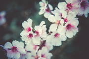 iseeyouflower FLORAL photoset, a Templates & Theme by ISEEYOUPATTERN (Thumbnail 5 of 5)