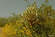 Dorado Lightroom Presets, a Brushes & More by Cactus Country (Thumbnail 6 of 12)