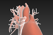 Human heart animated v3, a Characters & Person 3D Model by konstantin.ermolaev (Thumbnail 6 of 8)