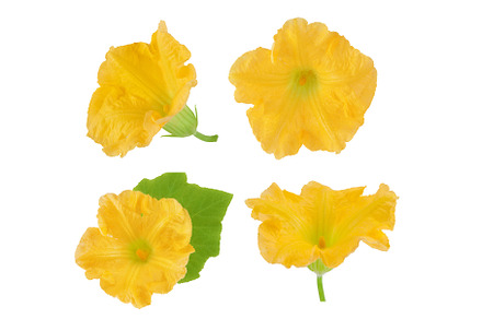 Yellow pumpkin or zucchini flower, a Food & Drink Photo by NataPhoto