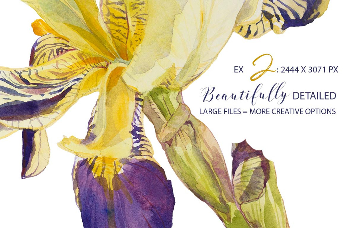 TheArtsyIrisCollection-Clipart, an Illustration by watercolorwild.graphics (Photo 9 of 13)