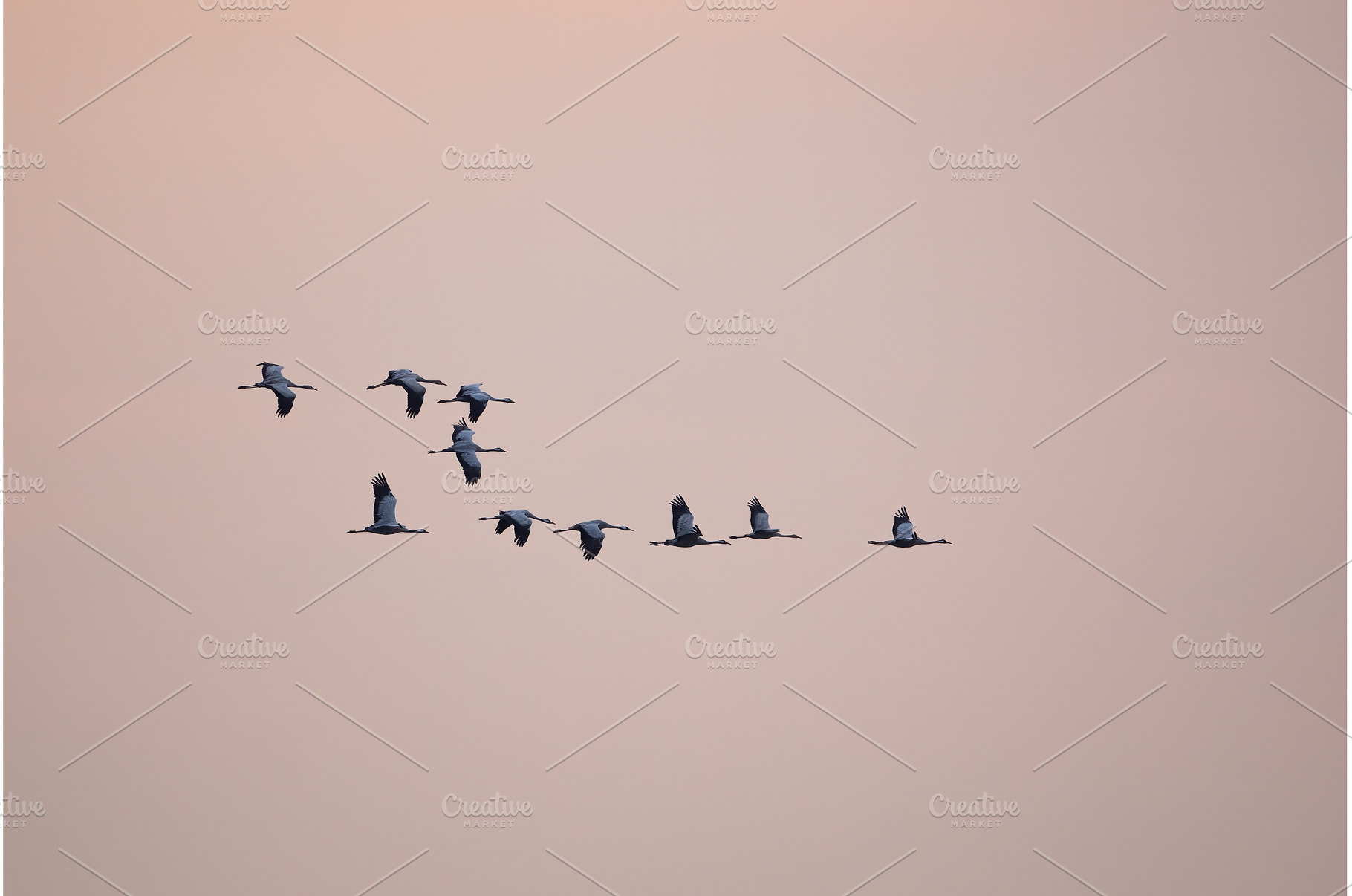 Flock of common cranes flying over a, an Animal Photo by WildMedia