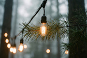 Warm Edison String Lights in Forest, a Nature Photo by Virgo Studio (Thumbnail 1 of 2)