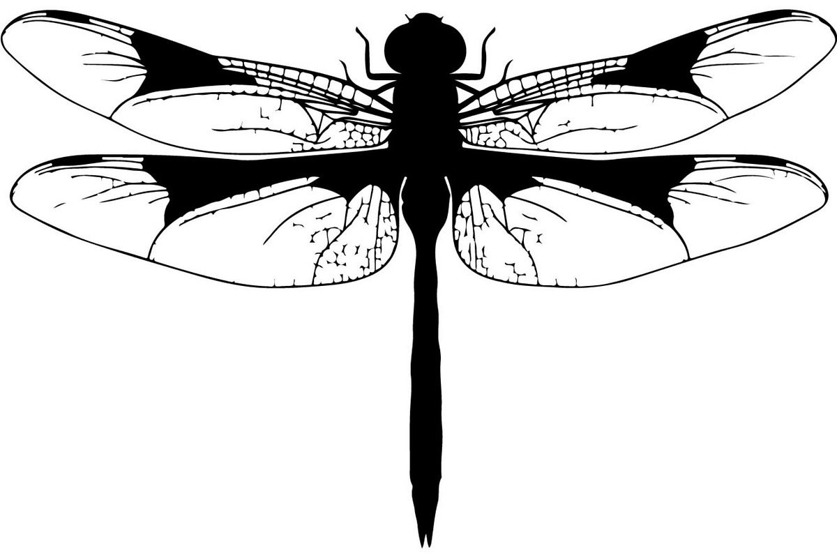 Dragonfly Silhouette, an Object Graphic by Designer_Momina (Photo 5 of 20)