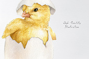 Watercolor easter chicken clipart, an Animal Illustration by yana.fefelova (Thumbnail 3 of 4)