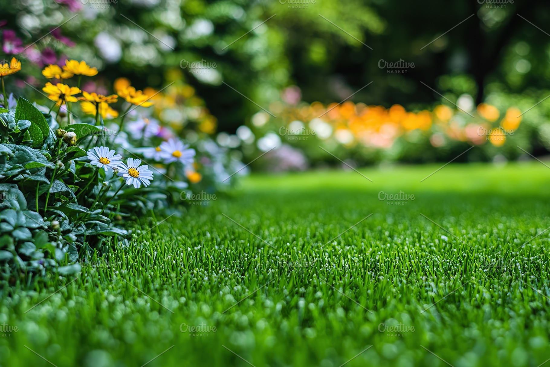 Green tree leaves with sunlights in summer park, a Background Photo by AlyaAnd