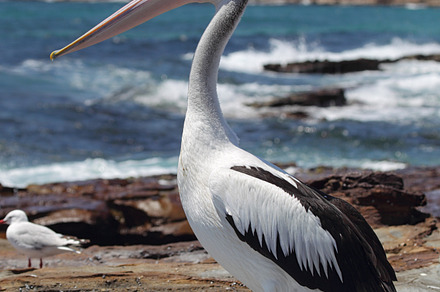 Australian pelican containing new, south, and wales