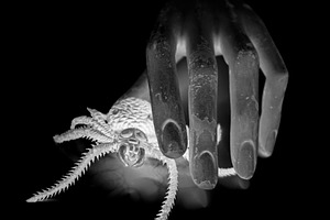 spooky old doll hand holding spider, an Abstract Photo by sirylok