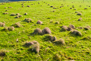 Paddock, a Nature Photo by THP Creative