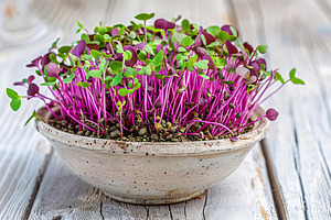 Fresh purple radish microgreen in bowl on wooden table, a Food & Drink Photo by AlyaAnd