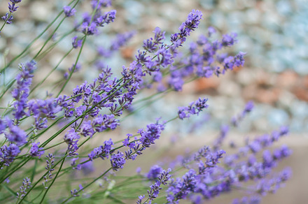 Bush with lavender flowers in blur in sunlight, a Nature Photo by TanaCh