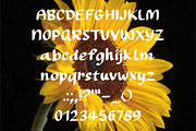OLIVIA, a Font by MyFontsShop (Thumbnail 4 of 5)