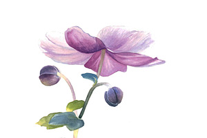 watercolour flowers 