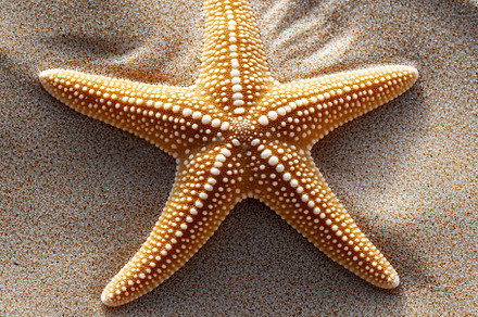 Five-pointed starfish resting on smooth sandy surface in a coastal environment, an Animal Photo by AlyaAnd