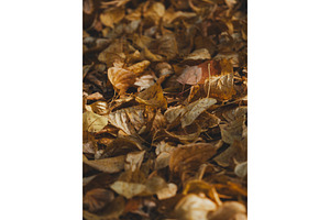 Vertical dark background with fallen