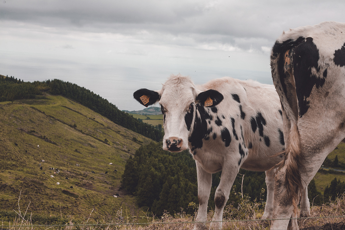 Breeze in Azores - Lightroom Presets preview 5