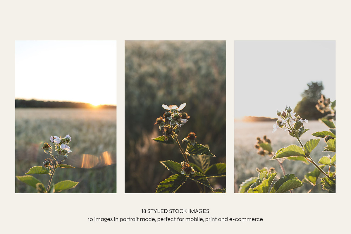 Garden Sunset | Photo Bundle, a Nature Photo by The Responsible Creatives (Photo 3 of 11)