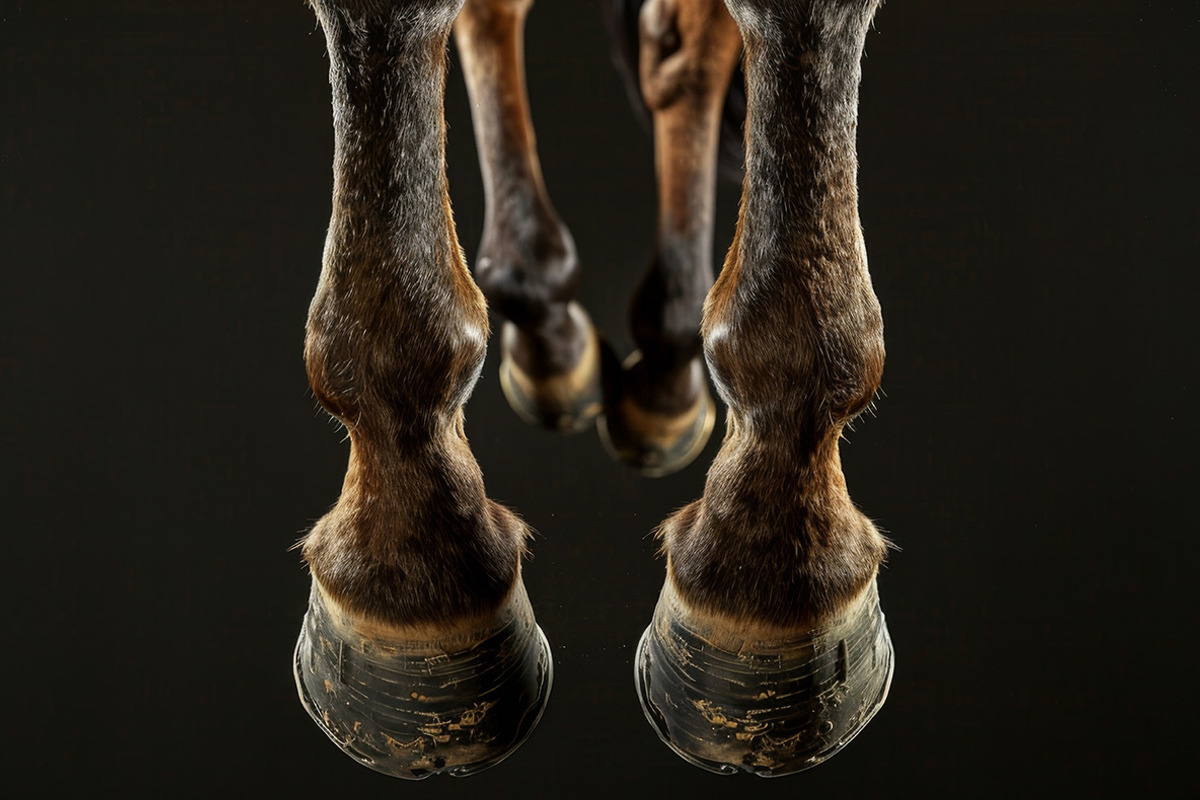 Animal Legs - 49 images, an Animal Photo by Handmadefont (Photo 11 of 13)