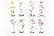 50 Watercolor Birth Month Flowers, a Decorative Illustration by Coral Beauty (Thumbnail 3 of 8)