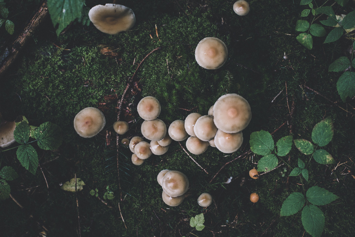 Fine Art Lightroom Presets - Bundle, an Action Add-On by PhotoMarket (Photo 14 of 103)