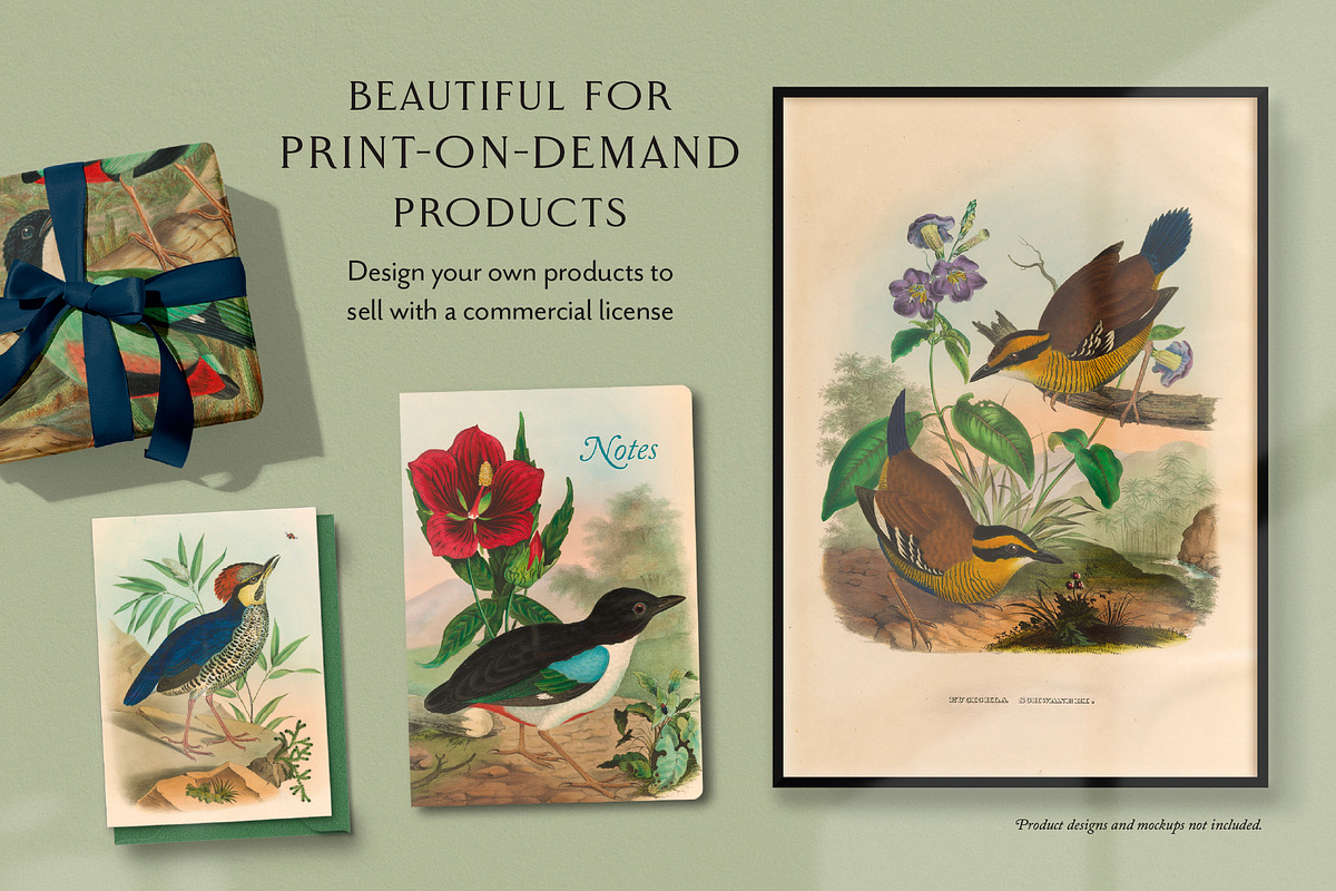 25 Vintage Bird Prints, an Animal Illustration by The Object Atlas (Photo 6 of 9)