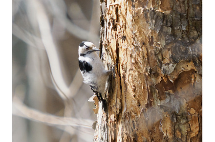 Close-Up Little Spotted Woodpecker